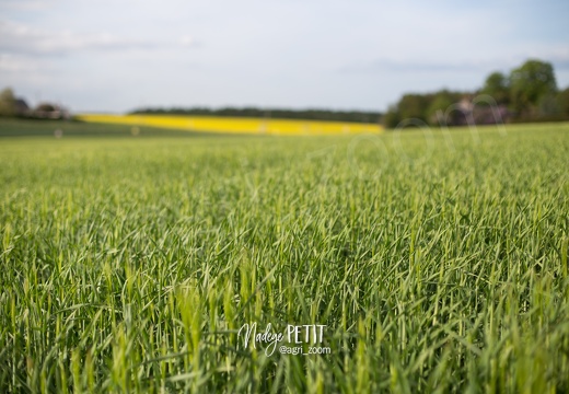 #1805036318 - crédit Nadège PETIT @agri zoom