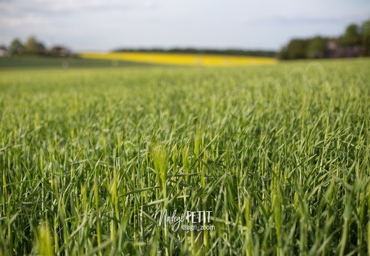 #1805036319 - crédit Nadège PETIT @agri zoom