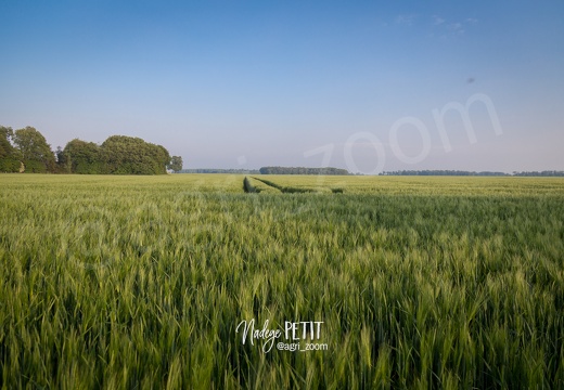 #1805086574 - crédit Nadège PETIT @agri zoom