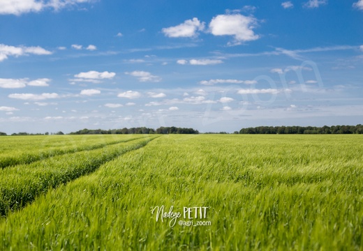 #1805116729 - crédit Nadège PETIT @agri zoom