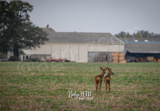 #2110183163 - crédit Nadège PETIT @agri zoom