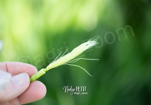 #1905069335 - crédit Nadège PETIT @agri zoom