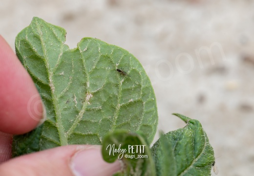 #1806037464 - crédit Nadège PETIT @agri zoom