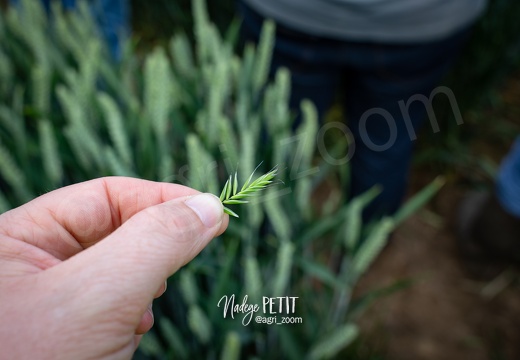 #1906060166 - crédit Nadège PETIT @agri zoom