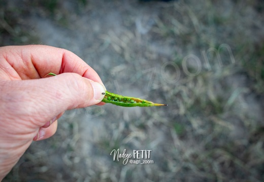 #1907057419 - crédit Nadège PETIT @agri zoom