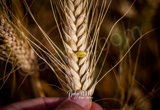 #1907077515 - crédit Nadège PETIT @agri zoom