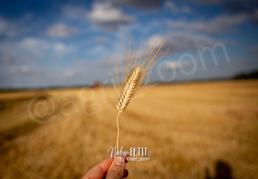 #1907197853 - crédit Nadège PETIT @agri zoom