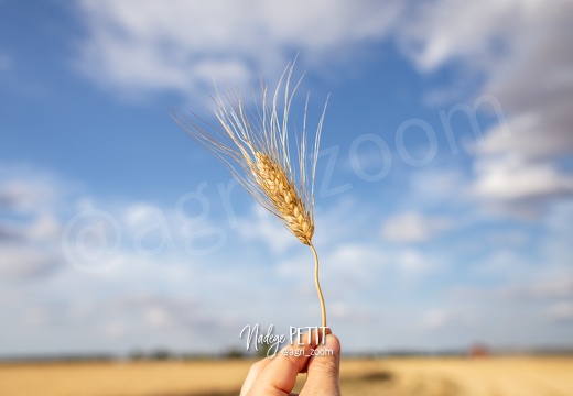 #1907197858 - crédit Nadège PETIT @agri zoom