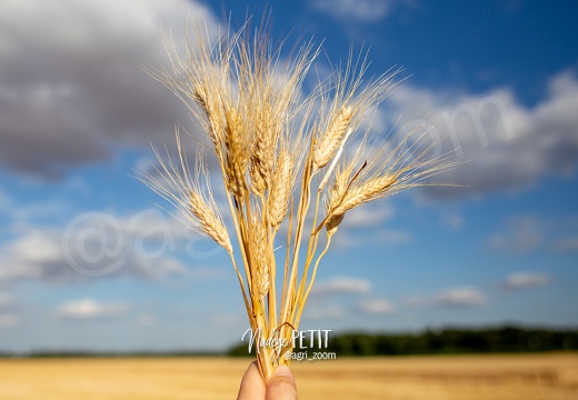 #1907197862 - crédit Nadège PETIT @agri zoom