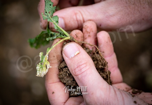 #1911040462 - crédit Nadège PETIT @agri zoom