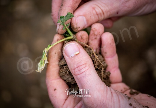 #1911040463 - crédit Nadège PETIT @agri zoom