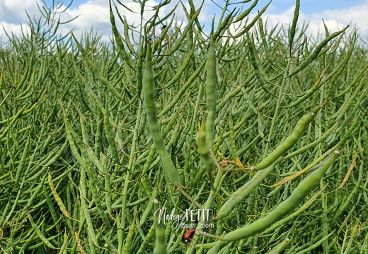 #210606170005 - crédit Nadège PETIT @agri zoom