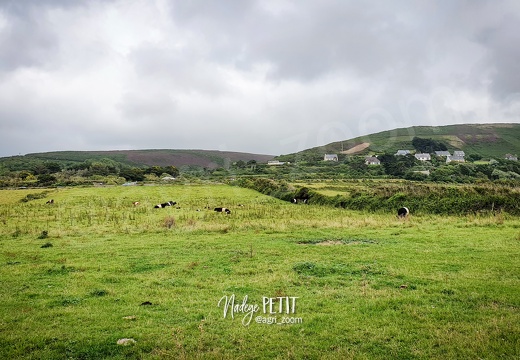 #210712155334 - crédit Nadège PETIT @agri zoom