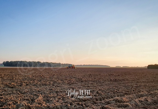 Semis d'orge, matin