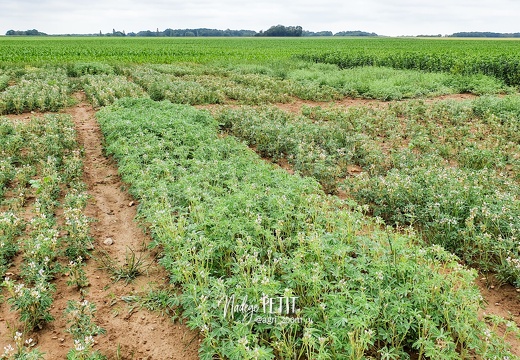 Parcelles d'essais, expérimentation au champ