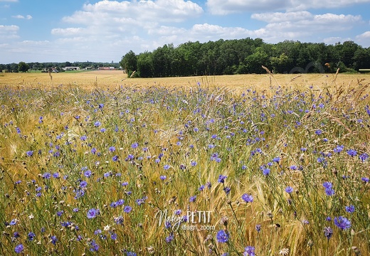 Fleur des champs dans champ de blé.  Salissement des bordures