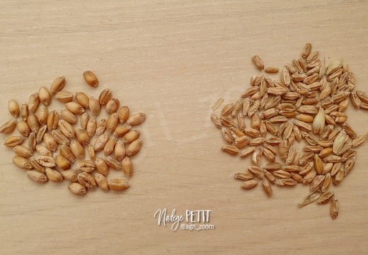 grains de blé de qualité vs grains mauvaise qualité - défaut de remplissage