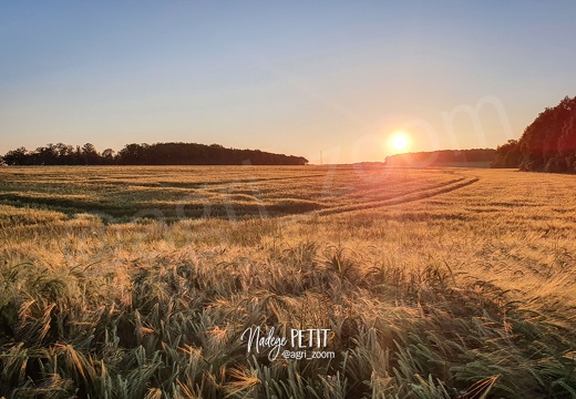 Coucher de soleil avant moisson