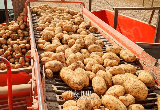 Arrachage de pommes de terre