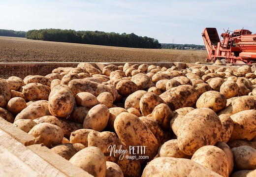 Arrachage pommes de terre 