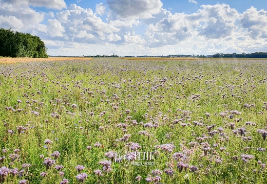 Couvert estival, phacélie, plante méllifère pour abeilles