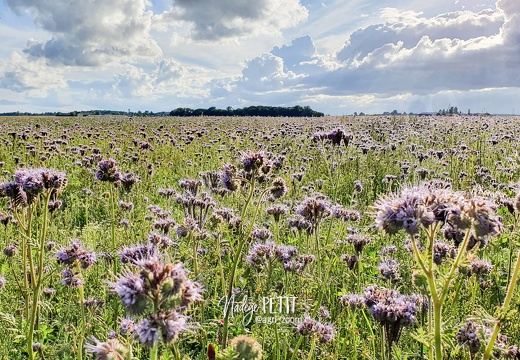 Couvert estival, phacélie, plante méllifère pour abeilles