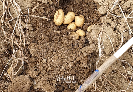 Beche qui ouvre une butte de pommes de terre avant récolte