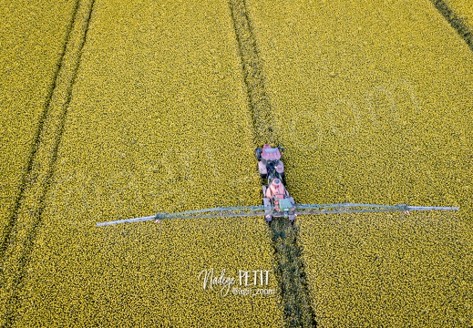 Traitement fongicide sur colza en pleine floraison après le coucher du soleil
