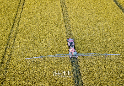 Traitement fongicide sur colza en pleine floraison après le coucher du soleil