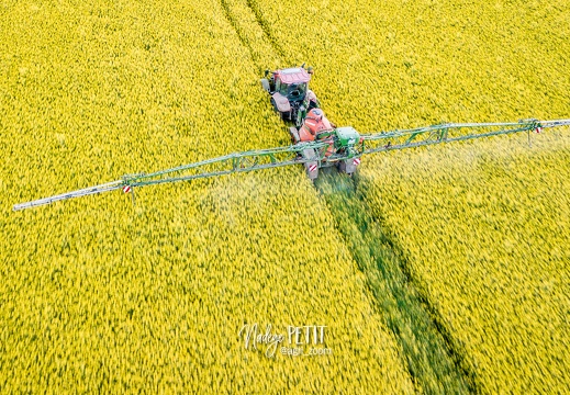 Traitement fongicide sur colza en pleine floraison après le coucher du soleil