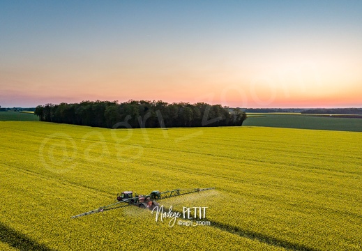 Traitement fongicide sur colza en pleine floraison après le coucher du soleil