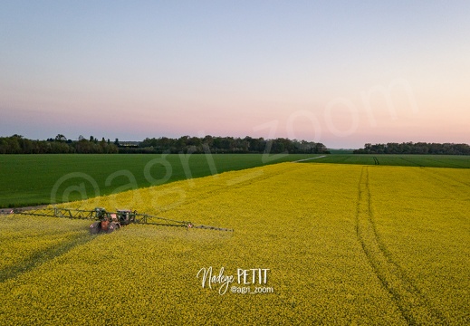 Traitement fongicide sur colza en pleine floraison après le coucher du soleil