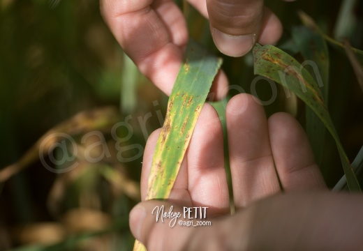 #1705309519 - crédit Nadège PETIT @agri zoom