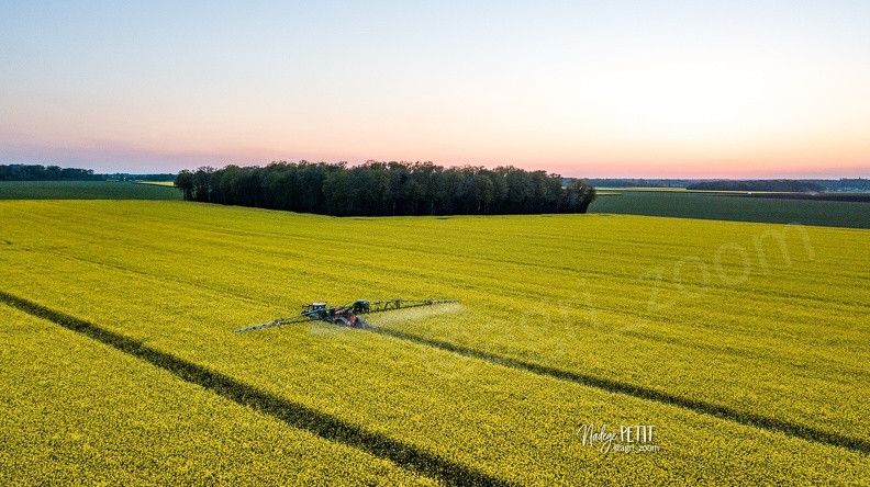 Traitement fongicide sur colza en pleine floraison après le coucher du soleil - #2204250073 - crédit Nadège PETIT @agri_zoom.jpg #2204250073 - crédit Nadège PETIT @agri_zoom.jpg