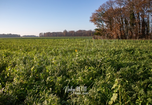 #2011268037 - crédit Nadège PETIT @agri zoom