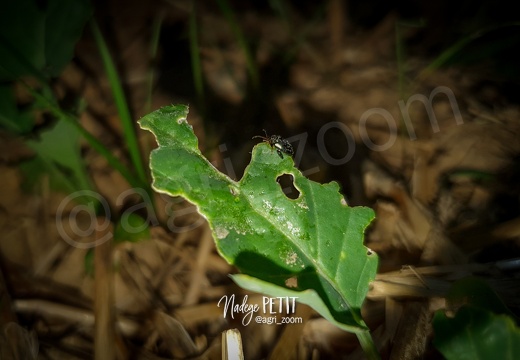 Bioagresseurs