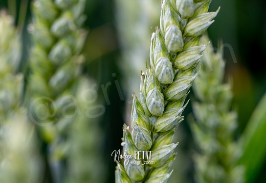 CHEVIGNON-ble-tendre-hiver