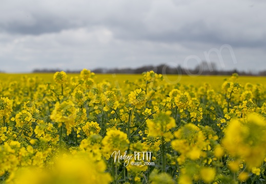 #2203315304 - crédit Nadège PETIT @agri zoom