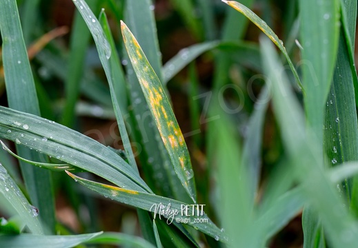 #2203315256 - crédit Nadège PETIT @agri zoom