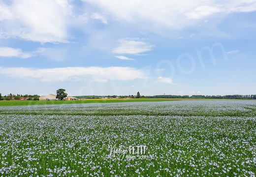 #220604130107 - crédit Nadège PETIT @agri zoom