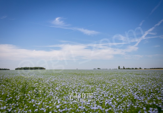 #1806298286 - crédit Nadège PETIT @agri zoom