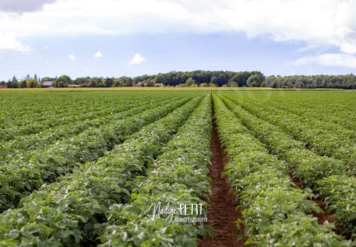 #1906120363 - crédit Nadège PETIT @agri zoom