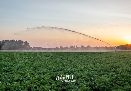 #1906297218 - crédit Nadège PETIT @agri zoom