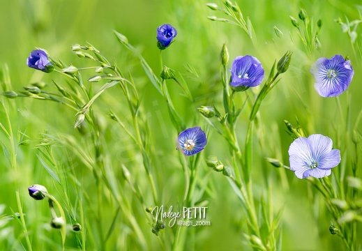 LIN floraison - crédit Nadège PETIT @agri zoom