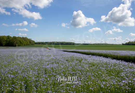 #2105279898 - crédit Nadège PETIT @agri zoom