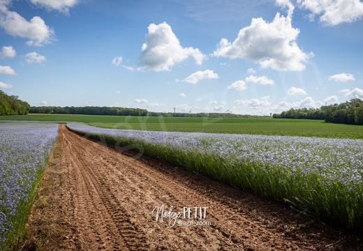 #2105279906 - crédit Nadège PETIT @agri zoom