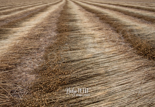 #2006186832 - crédit Nadège PETIT @agri zoom