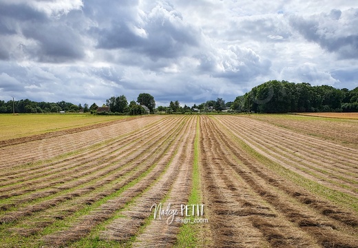 #210810162149 - crédit Nadège PETIT @agri zoom