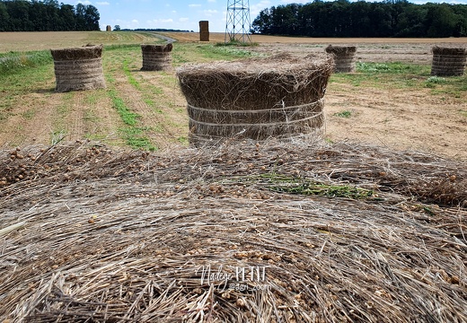 #210811141116 - crédit Nadège PETIT @agri zoom