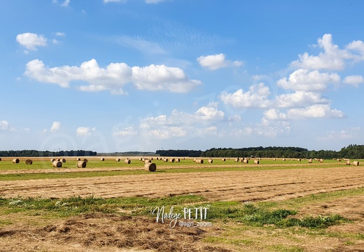 #210812181103 - crédit Nadège PETIT @agri zoom